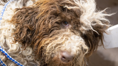 武汉不得开具增值税专用发票的七大类